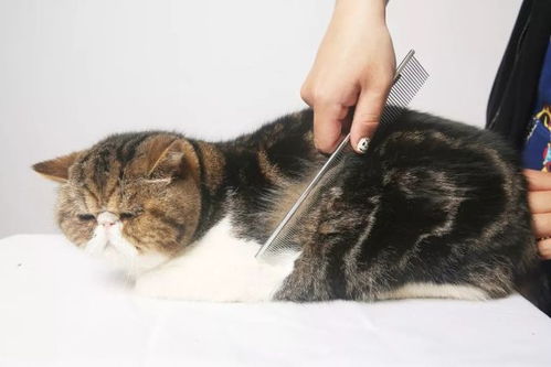 猫咪误食管道疏通剂怎么办(猫咪误食了软管子怎么办) 猫咪误食管道疏通剂怎么办(猫咪误食了软管子怎么办)