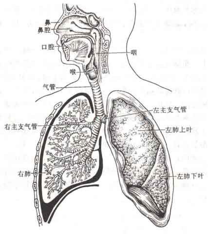 呕吐后怎么疏通气管管道(呕吐后怎么疏通气管管道呢)