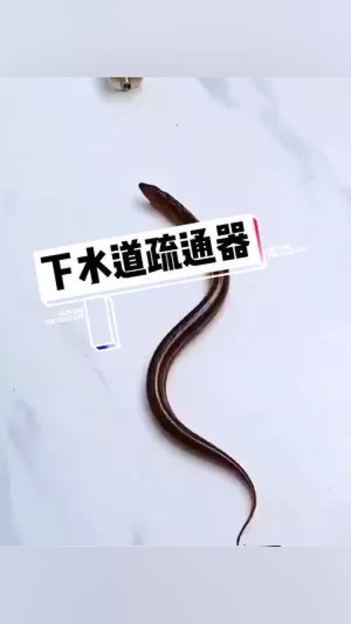 疏通管道的四爪爪钩怎么装(管道疏通爪子好用吗) 疏通管道的四爪爪钩怎么装(管道疏通爪子好用吗)