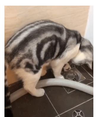 猫喝管道疏通剂会怎么样(猫咪喝了下水道的水怎么办) 猫喝管道疏通剂会怎么样(猫咪喝了下水道的水怎么办)