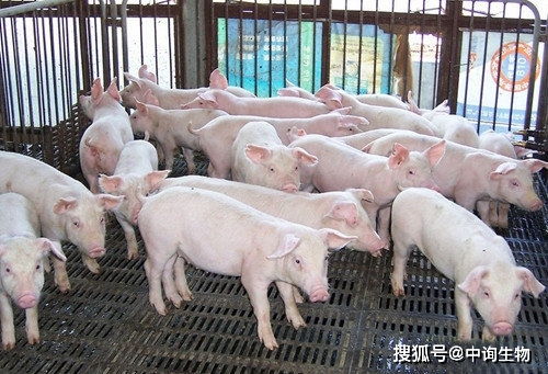 养猪场的污水管道怎么疏通(养猪场排污管道) 养猪场的污水管道怎么疏通(养猪场排污管道)