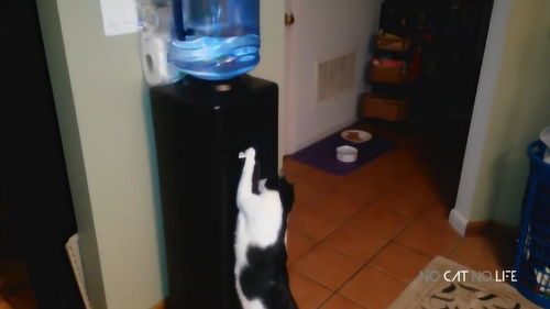 猫饮水机堵了怎么疏通管道(猫 饮水机) 猫饮水机堵了怎么疏通管道(猫 饮水机)