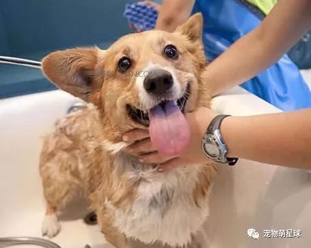 狗子误食了管道疏通液怎么办(狗狗误食吸管怎么办) 狗子误食了管道疏通液怎么办(狗狗误食吸管怎么办)