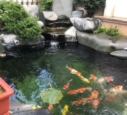 锦鲤鱼池下水管道怎么疏通(锦鲤鱼池的管道铺设图)