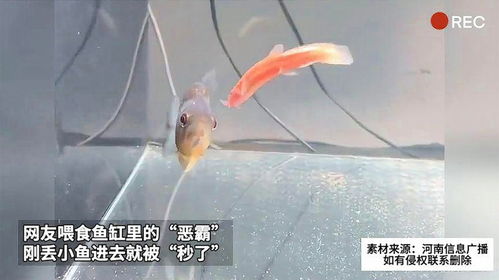 鱼缸管道堵鱼了怎么疏通(鱼缸管道堵鱼了怎么疏通呢)