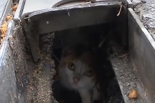 下水管道小猫咪怎么疏通(下水道的小猫咪)