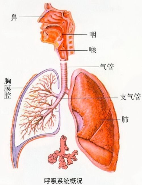 呼吸道堵住了怎么疏通管道(呼吸道堵住了怎么疏通管道呢) 呼吸道堵住了怎么疏通管道(呼吸道堵住了怎么疏通管道呢)