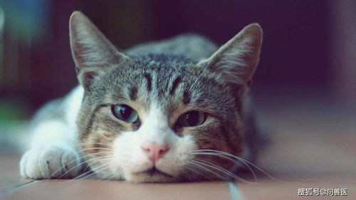 猫吃了管道疏通剂怎么办(猫吃了吸管塑料袋怎么办)