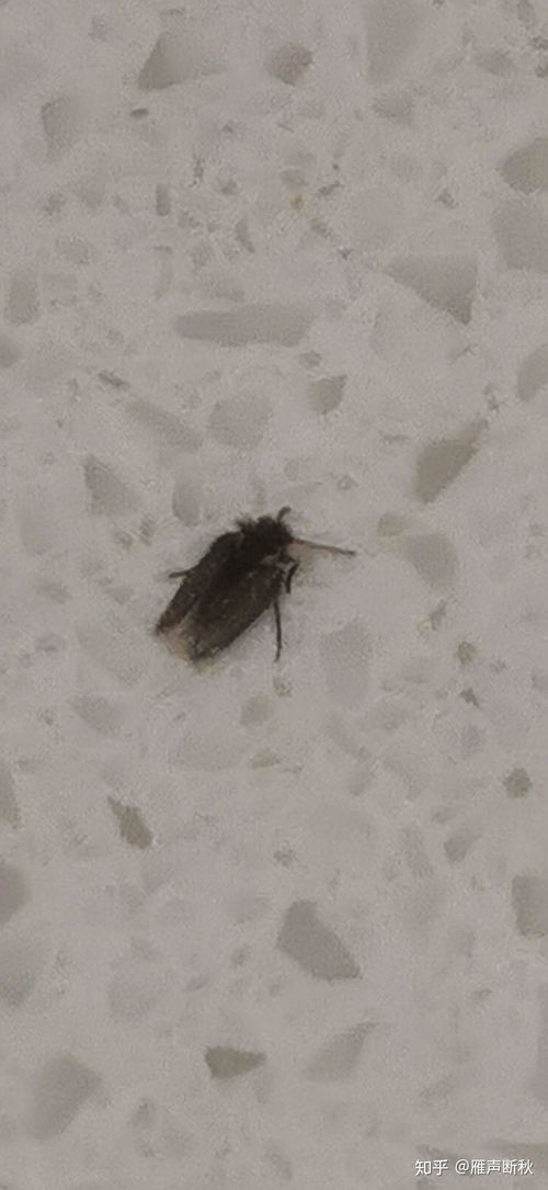 厨房管道疏通小飞虫怎么处理(厨房管道疏通小飞虫怎么处理好)