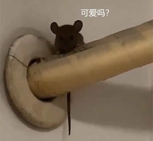 管道疏通夹老鼠怎么办图片(管道疏通夹子)