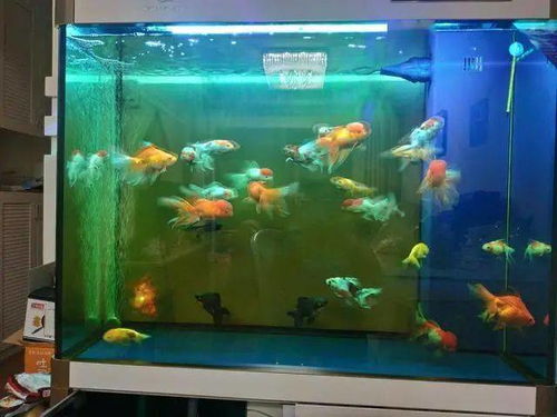 德克鱼缸堵了怎么疏通管道(德克鱼缸过滤系统怎么样) 德克鱼缸堵了怎么疏通管道(德克鱼缸过滤系统怎么样)