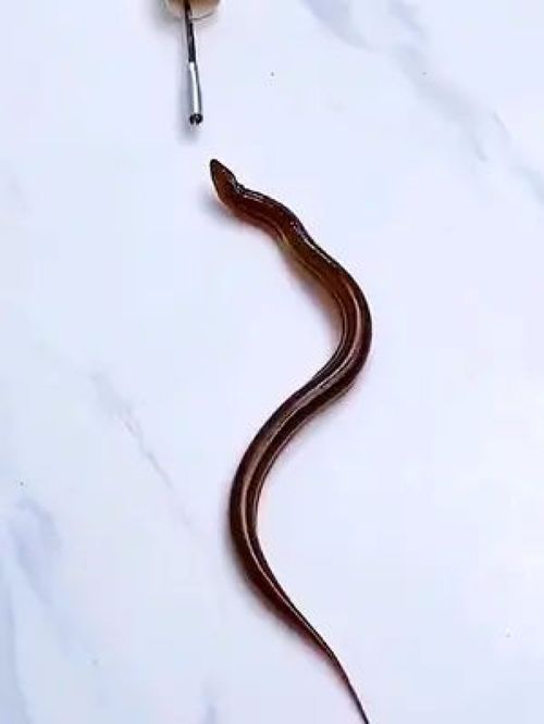 在家做管道疏通器怎么做(在家做管道疏通器怎么做好看) 在家做管道疏通器怎么做(在家做管道疏通器怎么做好看)