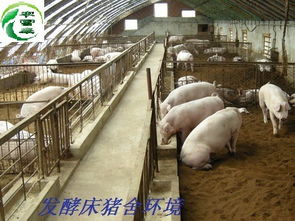 养猪水管堵了怎么疏通管道(猪舍水管堵了怎样通) 养猪水管堵了怎么疏通管道(猪舍水管堵了怎样通)