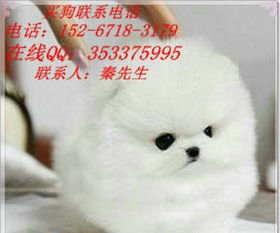 博美怎么疏通泪腺管道呢(博美泪腺用什么清理)