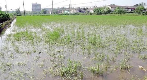 怎么样疏通稻田水管道(怎么样疏通稻田水管道堵塞)