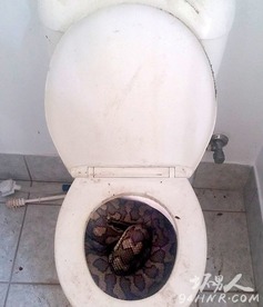 马桶堵了皮碗怎么疏通管道(马桶堵水皮碗)