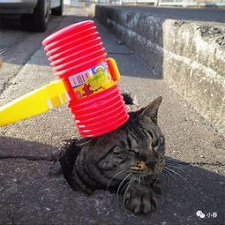 邻居疏通猫管道怎么办(邻居把通道堵了怎么办)