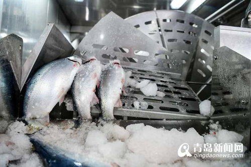 美鱼妈妈管道疏通怎么用