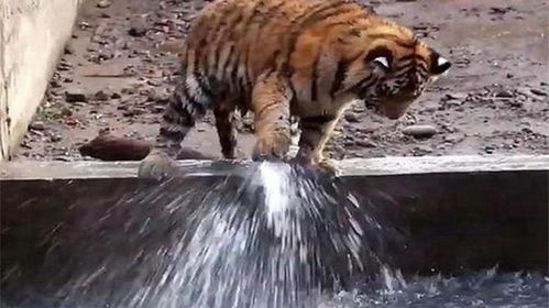水老虎疏通管道怎么样(水老虎是什么东西啊)