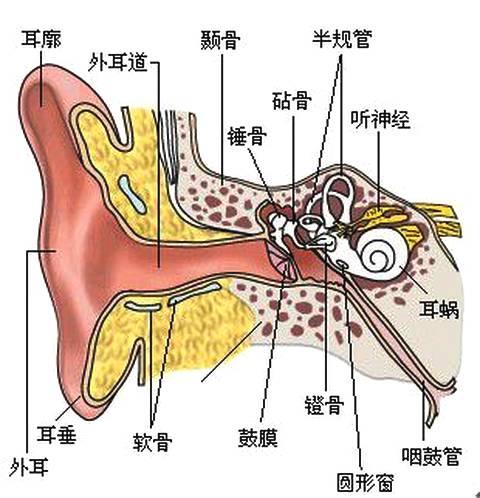 鼻子与耳朵管道堵塞怎么疏通(鼻子和耳朵的管道)