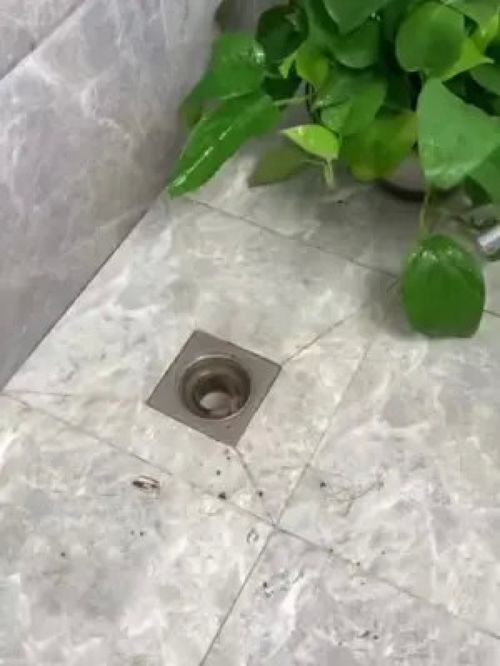 家里管道有淤泥堵塞怎么疏通(家里的管道堵塞怎么办) 家里管道有淤泥堵塞怎么疏通(家里的管道堵塞怎么办)