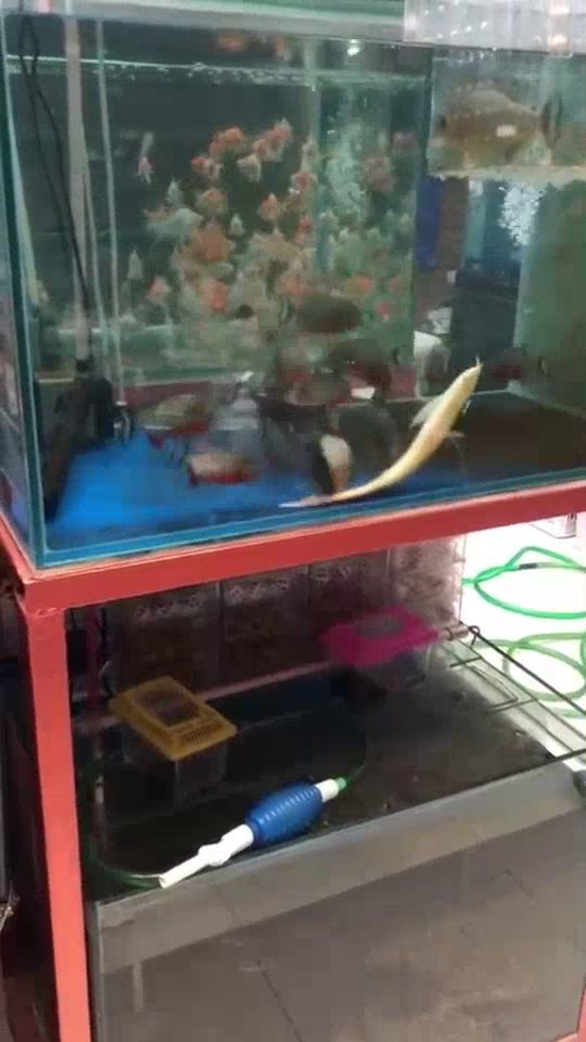 鱼缸管道进鱼怎么疏通(鱼缸管道进鱼怎么疏通的)