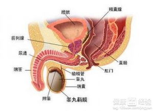 怎么疏通前列腺管道呢(怎么疏通前列腺管道呢图片) 怎么疏通前列腺管道呢(怎么疏通前列腺管道呢图片)