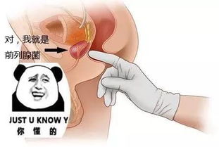 怎么疏通前列腺管道(如何疏通前列腺管)