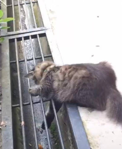 下水管道小猫怎么疏通(下水管道小猫怎么疏通的) 下水管道小猫怎么疏通(下水管道小猫怎么疏通的)
