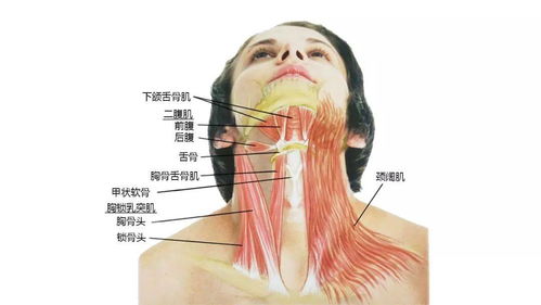 头部脖子怎么疏通管道的(疏通头颈的好处)