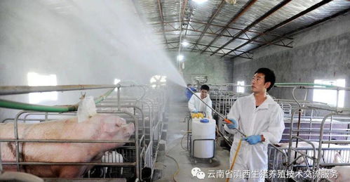 猪场管道疏通机怎么用(猪场排污管道堵塞怎么办)