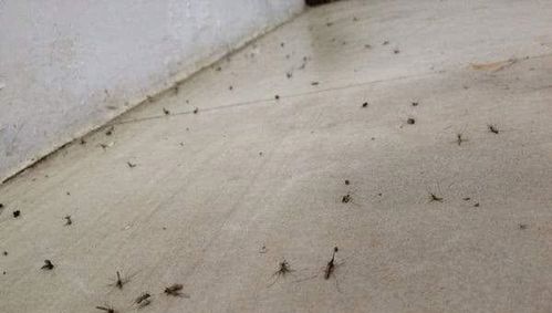 灭虫疏通管道怎么用的(灭虫疏通管道怎么用的啊)