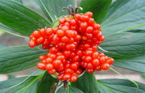 高压打药管怎么疏通管道(高压打药管哪种最好) 高压打药管怎么疏通管道(高压打药管哪种最好)
