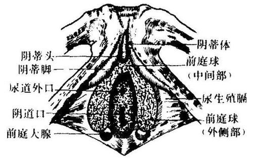 怎么疏通前庭大腺管道(怎么疏通前庭大腺管道的方法)