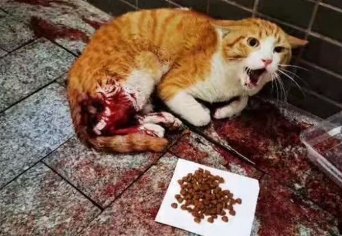 怎么给猫疏通血液管道(怎么给猫疏通血液管道呢)