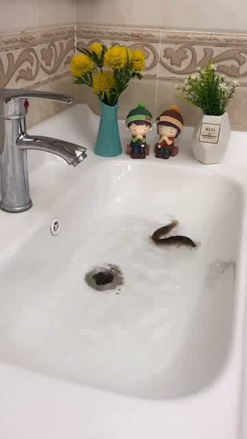 管道堵了怎么疏通泥鳅(泥鳅通下水管道)