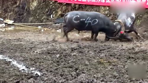 斗牛管道疏通钢丝怎么装(斗牛工具简单操作方法)