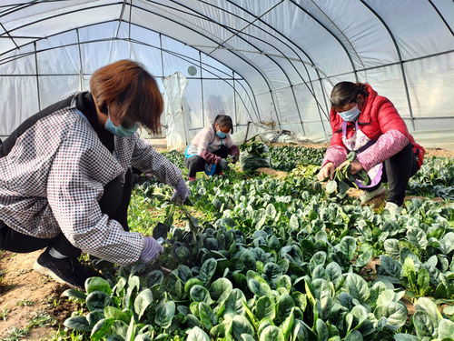 蔬菜池怎么疏通管道图解(蔬菜池堵了)