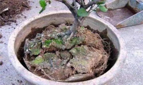 花盆土板结怎么疏通管道(花盆土板结怎么疏通管道的)
