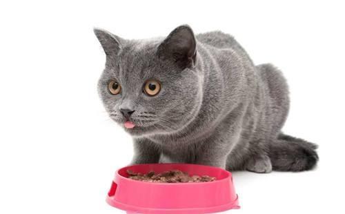 猫尿闭怎么在家疏通管道(解决猫咪尿闭的最佳方案)