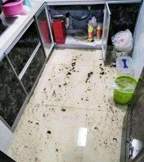 楼上怎么疏通管道呢(楼上管道堵塞要来我家疏通)