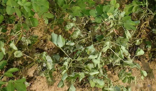 植物堵住管道怎么疏通(植物疏通维管束)