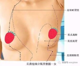 胸部硬块怎么疏通管道(胸部有硬块怎么疏通)