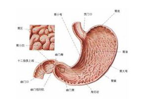 怎么疏通鼻窦口腔管道(鼻窦口堵塞怎么打开)