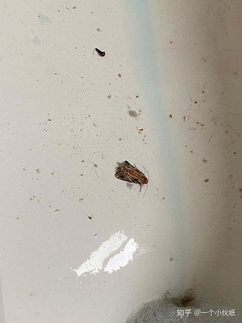 管道疏通飞蛾怎么处理(管道里飞虫子怎么办)